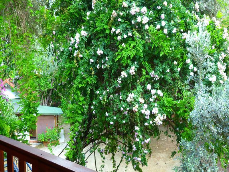 Cirali Simge Holiday Houses מראה חיצוני תמונה